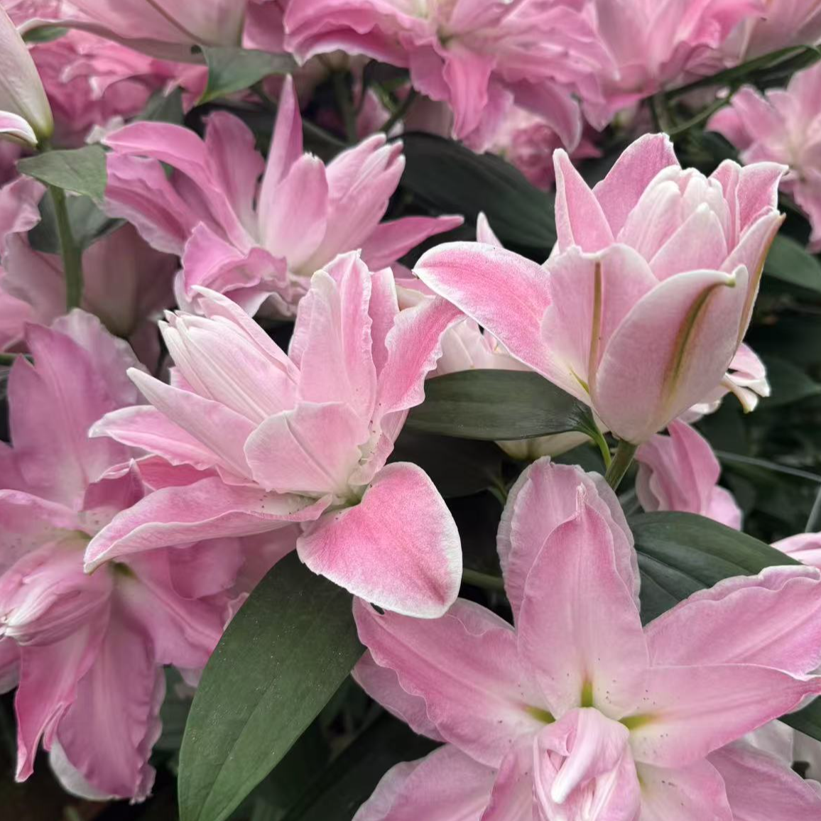 乔乔花屋1粒萨博14/16cm重瓣香水百合球四季种 不带盆土现货