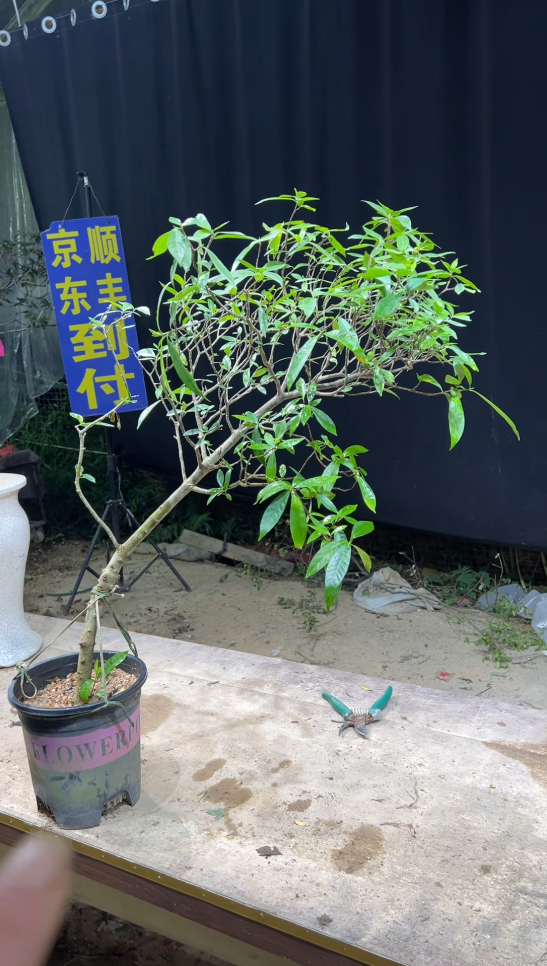 当前无花朵，栽培后可花朵贞***n  海岛栀子花