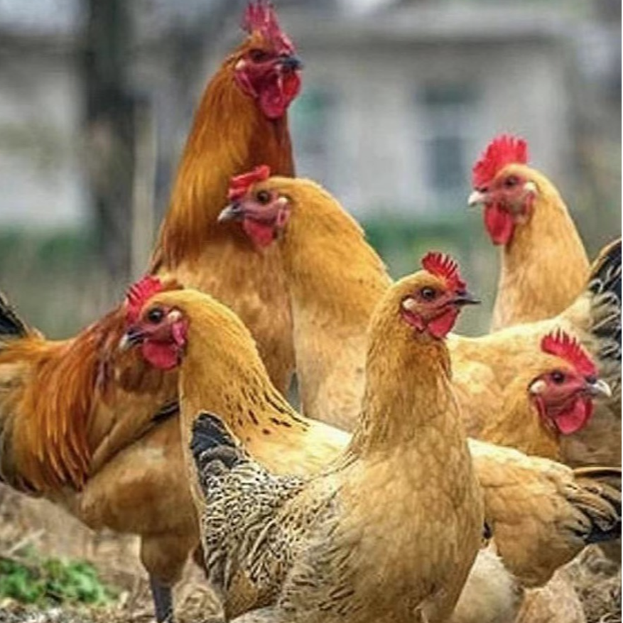 宠物鸡淮南草土鸡每只1.3~1.5斤
