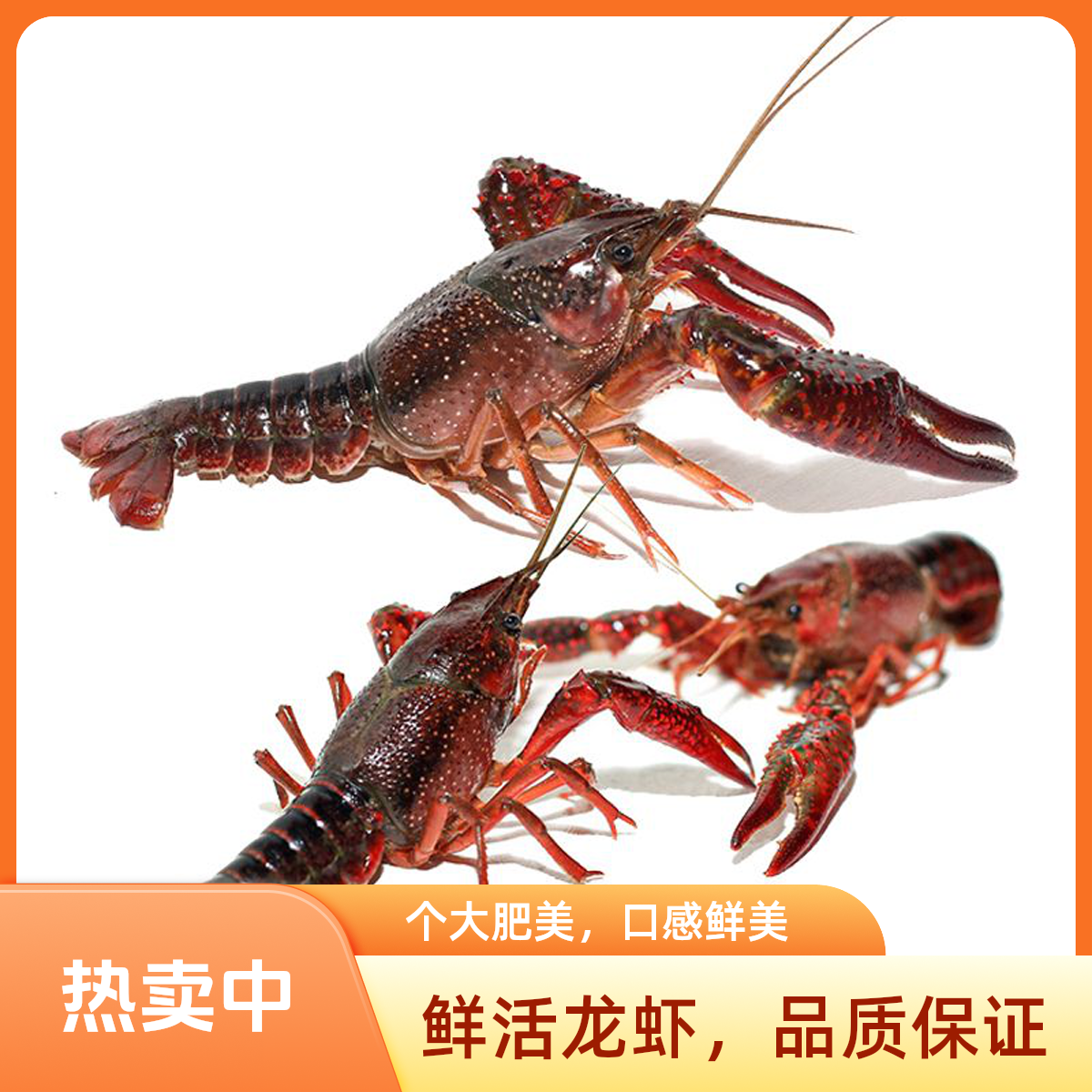 小龙虾 （567规格）10斤/份吃海鲜海之道海鲜同城美食小时达一小时到家吃小龙虾小龙虾做法