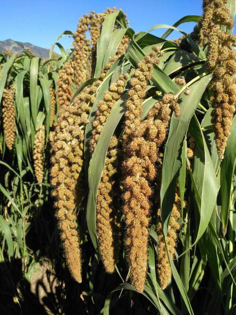 贵州老品种糯小米