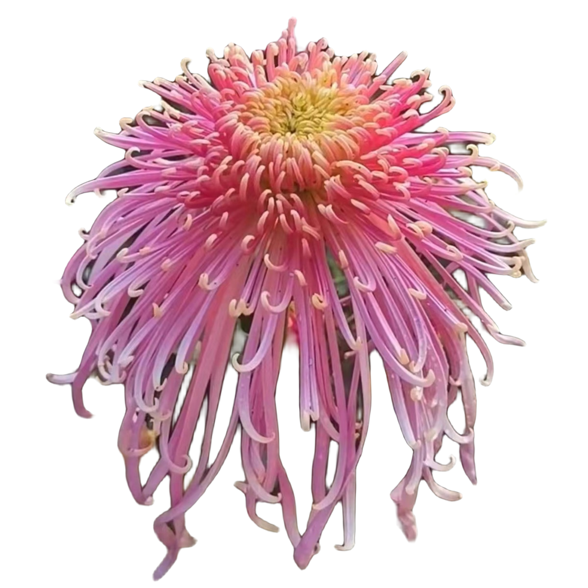 九月大菊【貂蝉拜月】带花苞发货