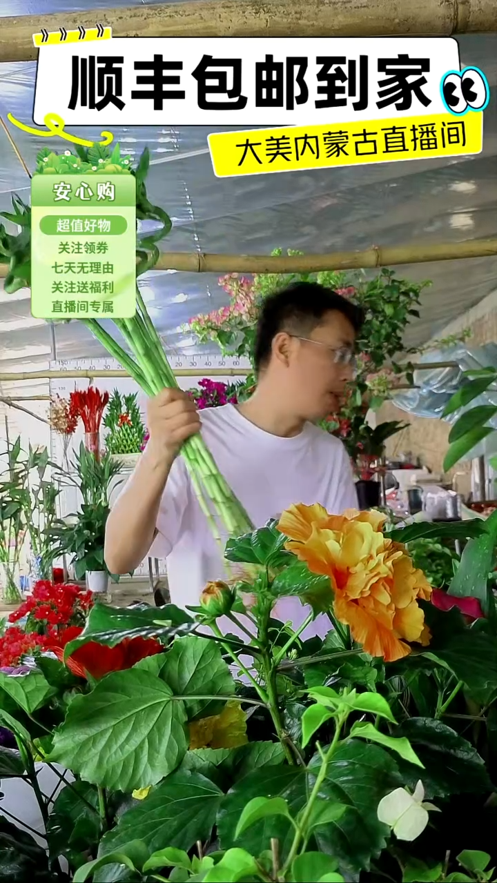 完全开放带根转运竹