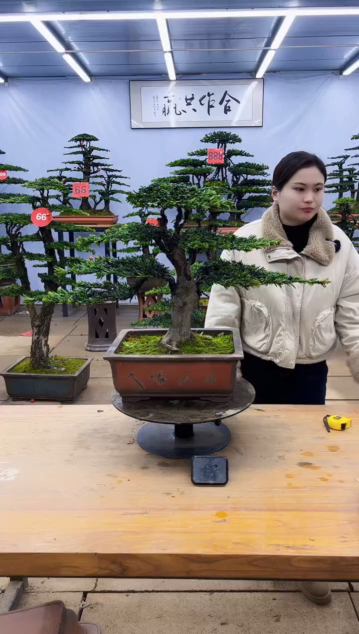 【闪购商品】高端盆景一物一拍，所见即所得