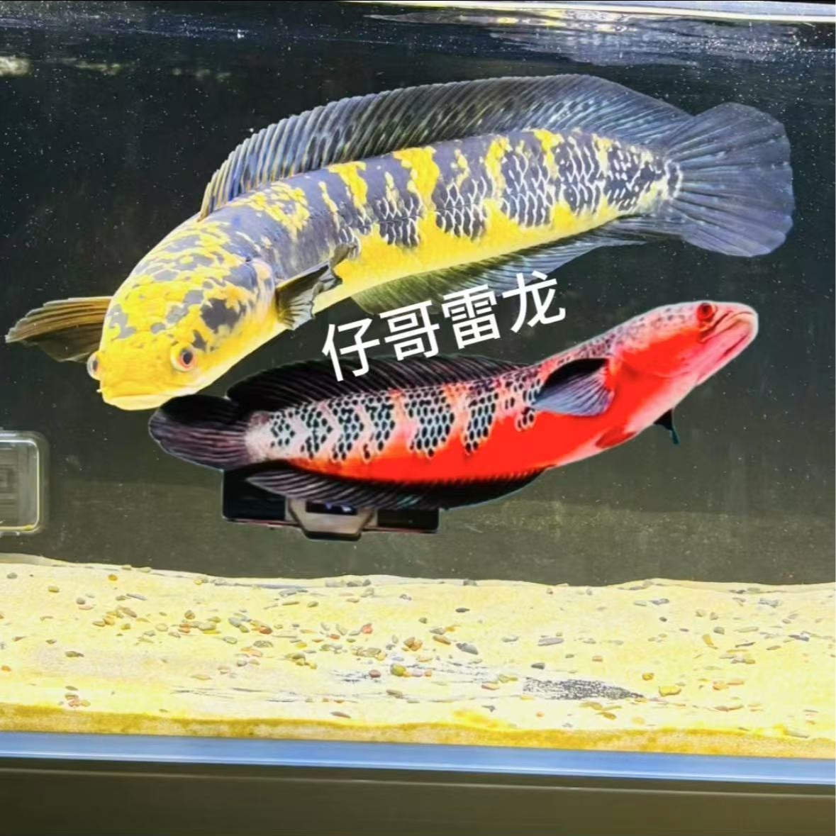 【一物一拍】超红帝王雷龙鱼大型凶猛热带鱼活体观赏鱼
