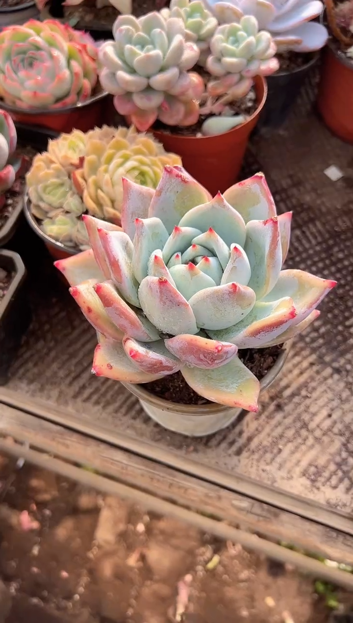 7**️多肉植物一物一拍11229