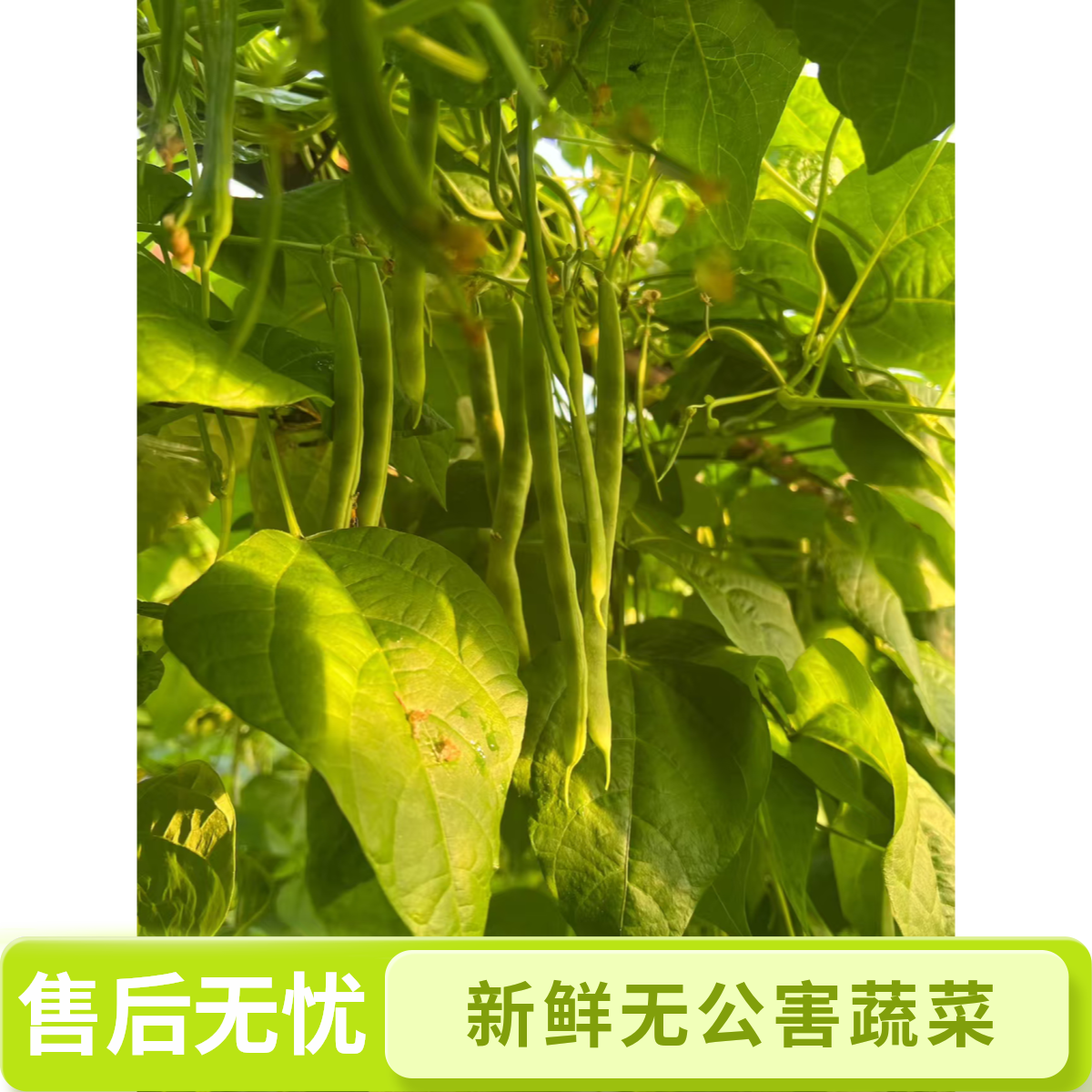 【笑扬农场】天津本地弯子豆角现摘先发