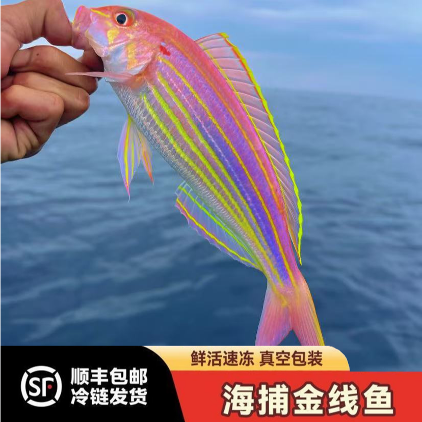 N3本港金线鱼 海钓金丝鱼 红杉鱼当天渔船海捕海鱼生鲜批发