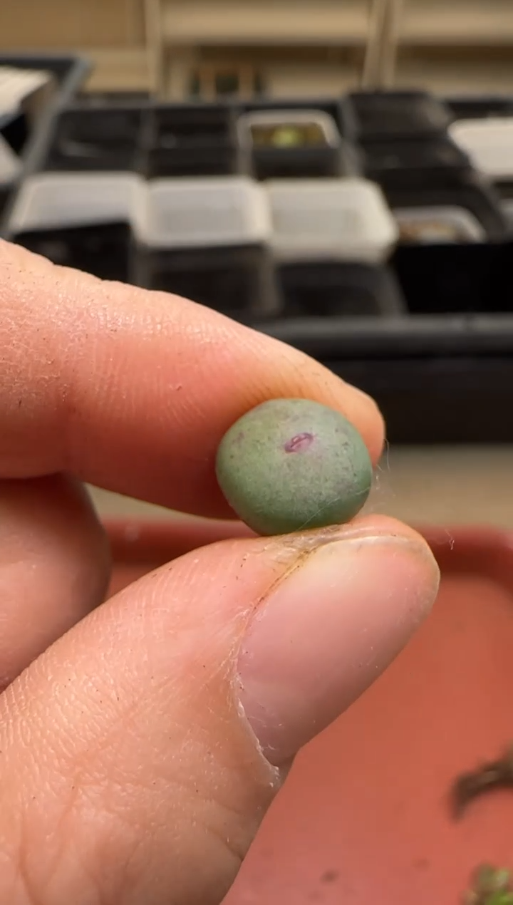 【闪购商品】13-152