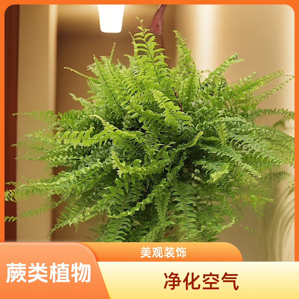 波斯顿蕨观叶盆栽净化空气吸甲醛室内垂吊挂墙绿植绿植蕨类天花
