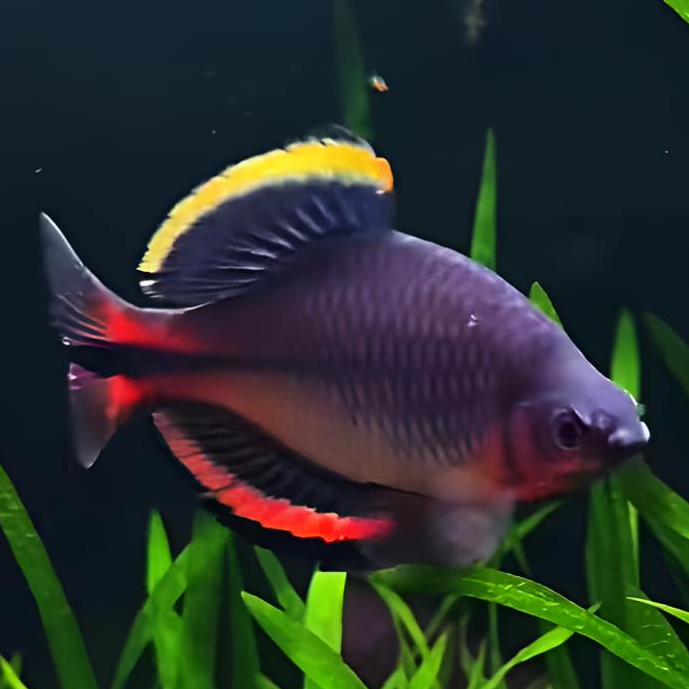 漳州齐氏鱊原生冷水鱼皮实好养耐活溪流缸小型群游观赏鱼广温鱼