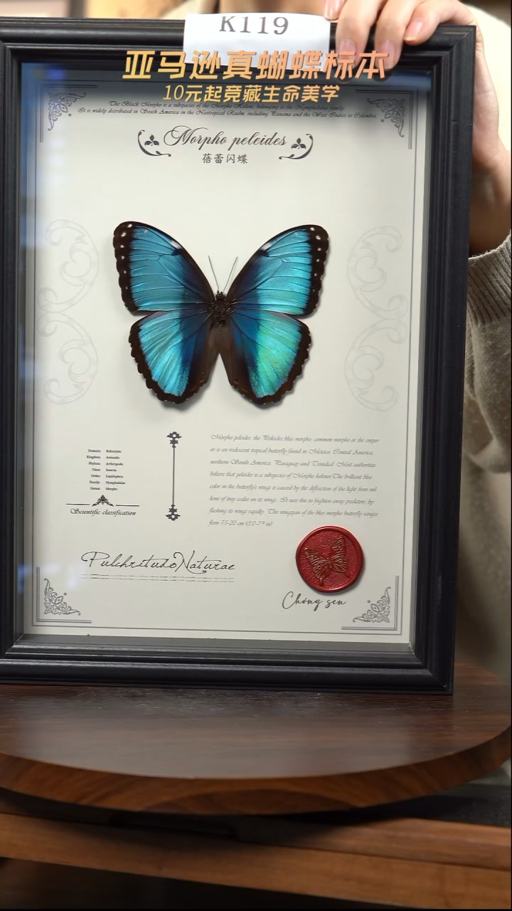 蝴蝶标本摆件竞拍k119