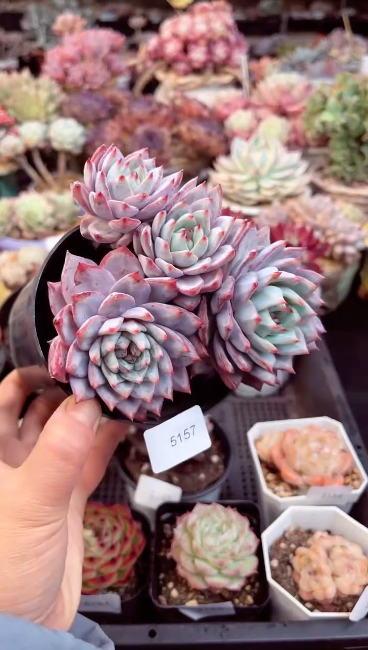 【闪购商品】5157粉蓝鸟多肉