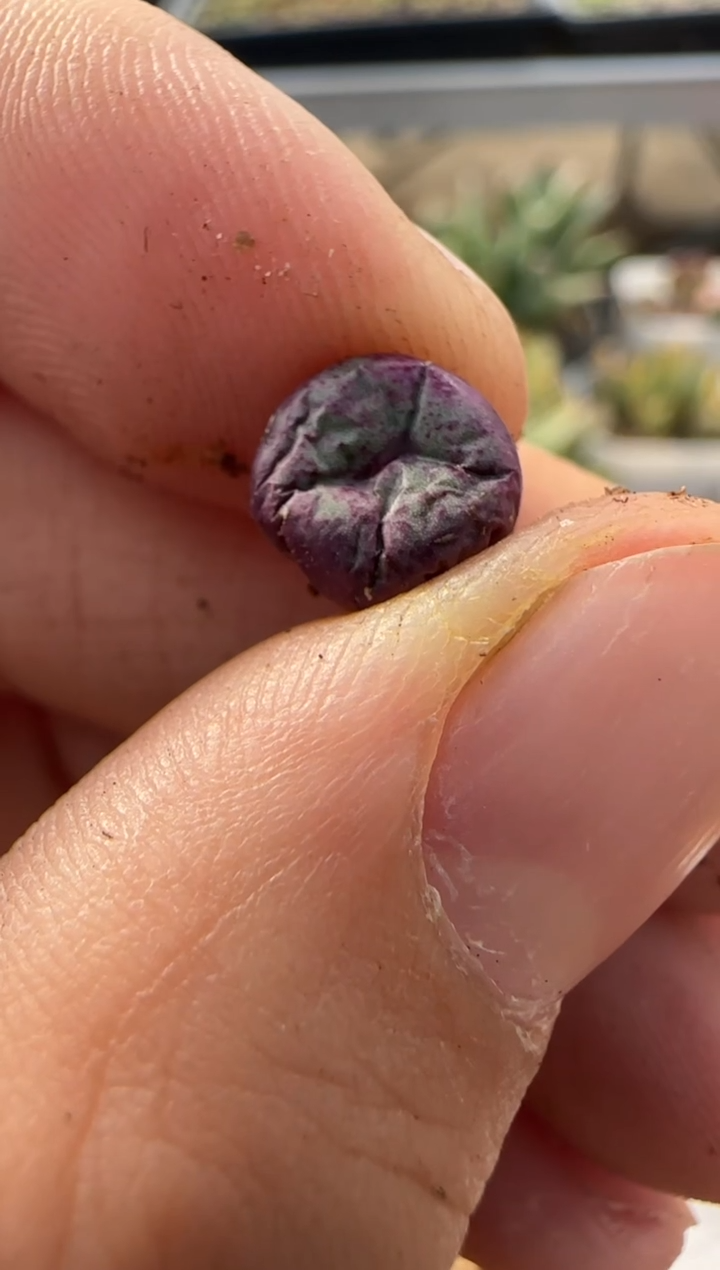 【闪购商品】9-234