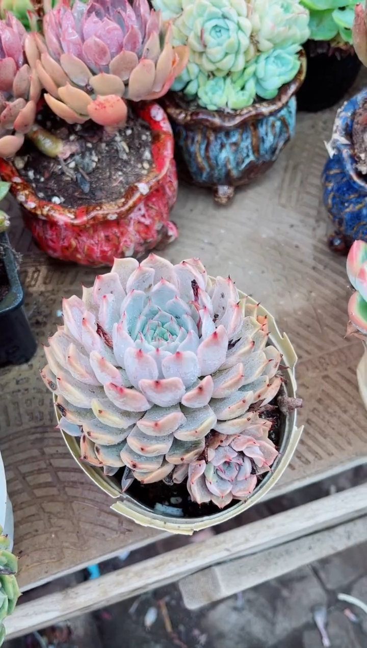 08055多肉植物一物一拍