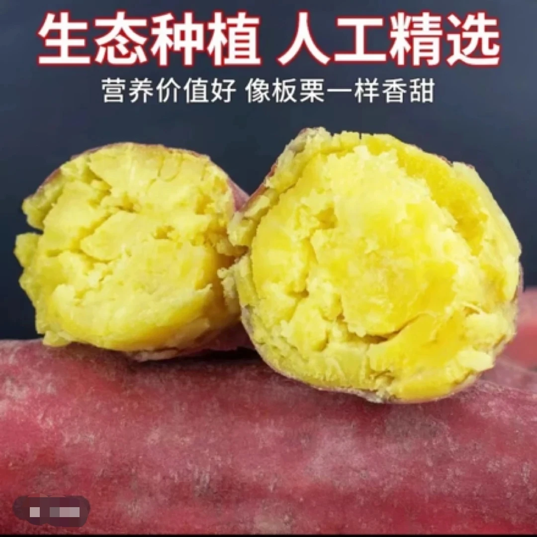 陕西正宗新鲜板栗红薯粉糯香甜番薯粗粮小香薯烤地瓜粗粮代餐JX