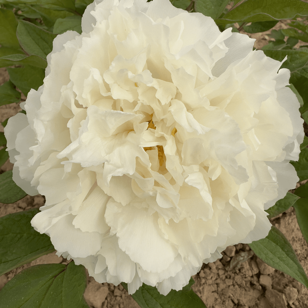 【白雪公主】正宗洛阳重瓣牡丹花苗北方耐寒盆栽地栽庭院花卉牡丹苗