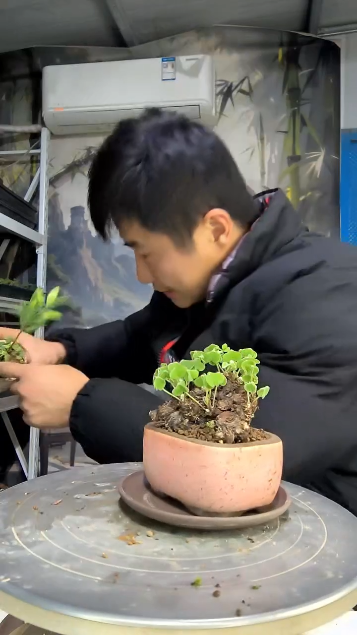 空*菜中青园艺一物一拍花265