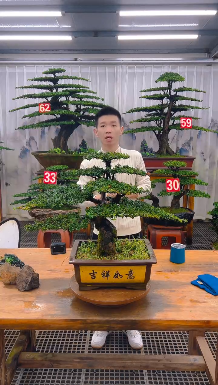 无花朵精品盆景直播间一物一拍
