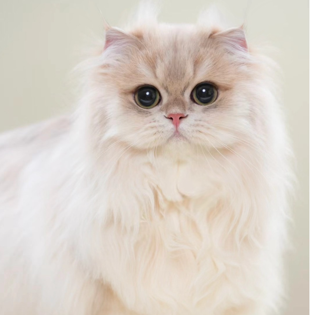 【甜橙米努特猫舍】精品猫咪