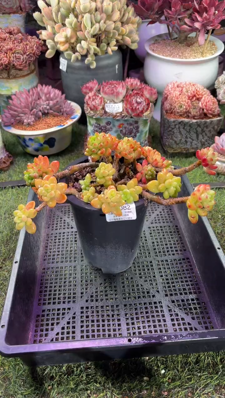 【闪购商品】04082