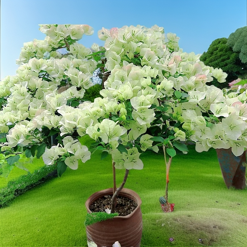 【一物一拍】四季开花三角梅爬藤飘枝阳台修剪庭院窗台上新绿植盆栽