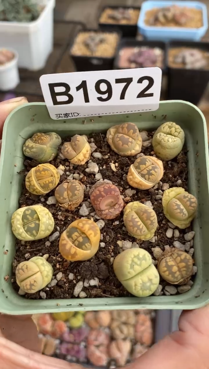 【闪购商品】1972直播一物一拍