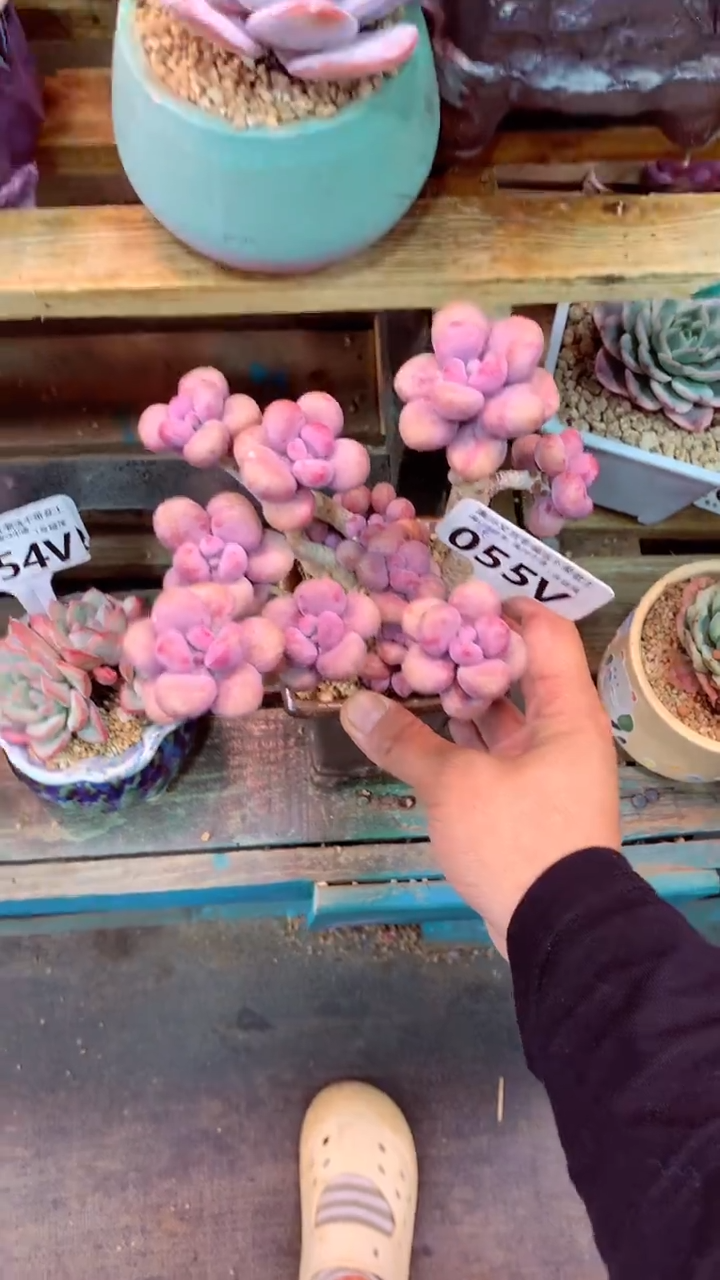 055V（一物一拍实付满28发货，默认不带盆土）