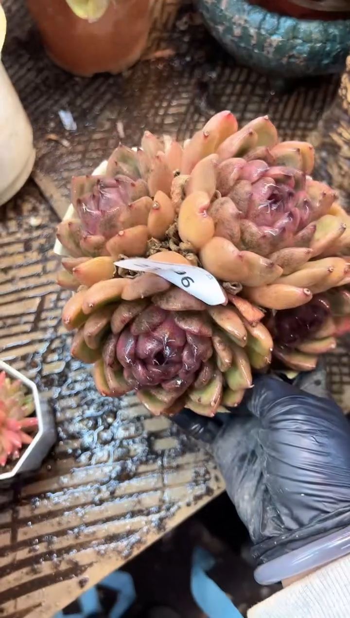 花***宿多肉植物一物一拍23496