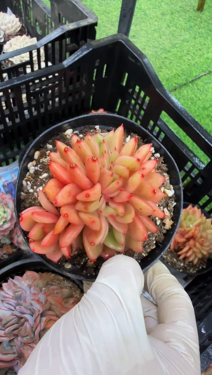 110#朵朵灵狗缀（8-11cm）脱土