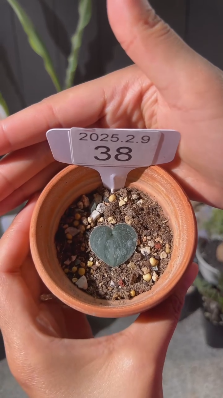 【闪购商品】毛爱心雾冰玉2.9.38