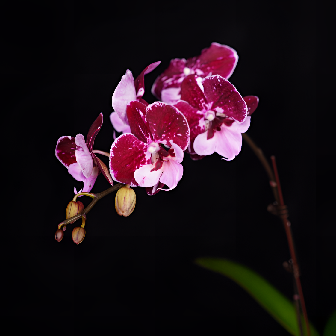 悠花里蝴蝶兰3.0寸【米奇乐多 返祖黑色】全花开花株发货