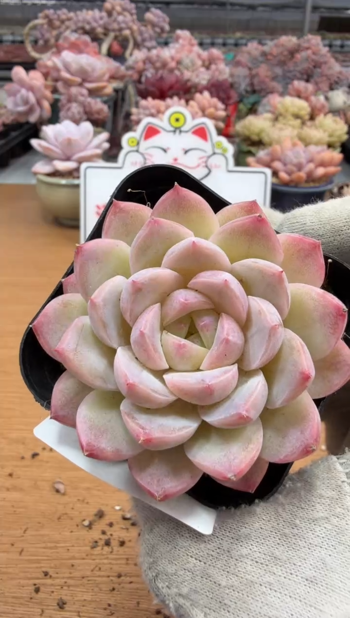 东云多肉园三店-21