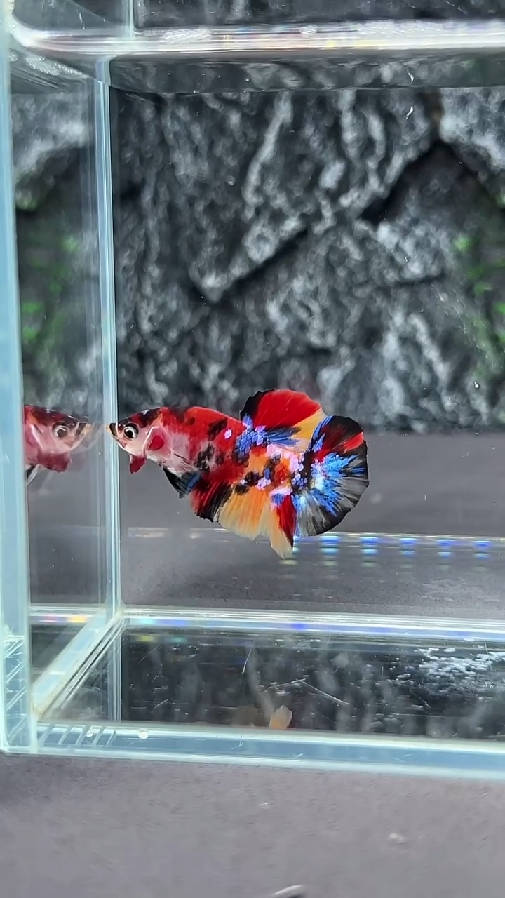 斗鱼竞拍链接A037