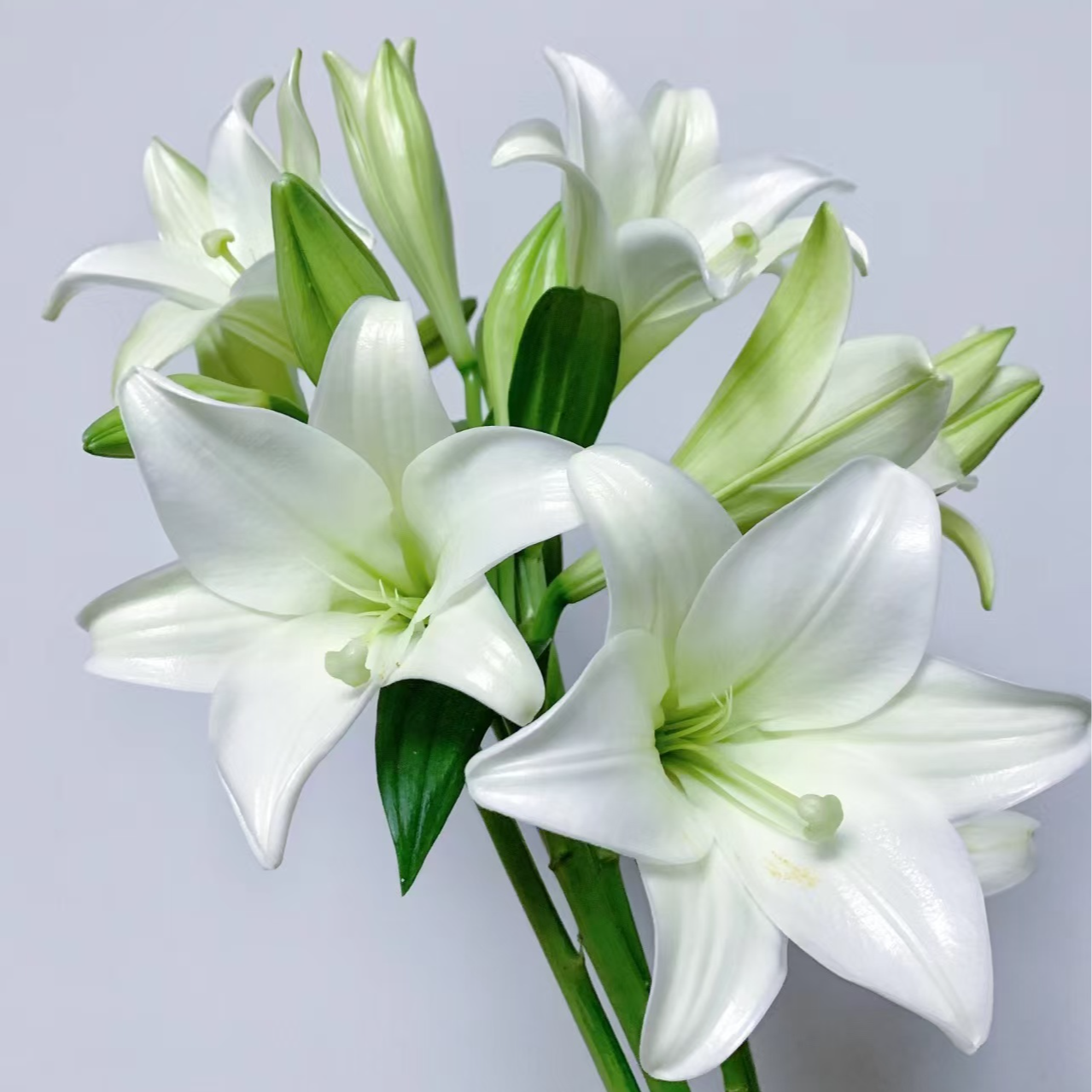 [小王]白色铁炮香水百合--任意两单顺丰包邮