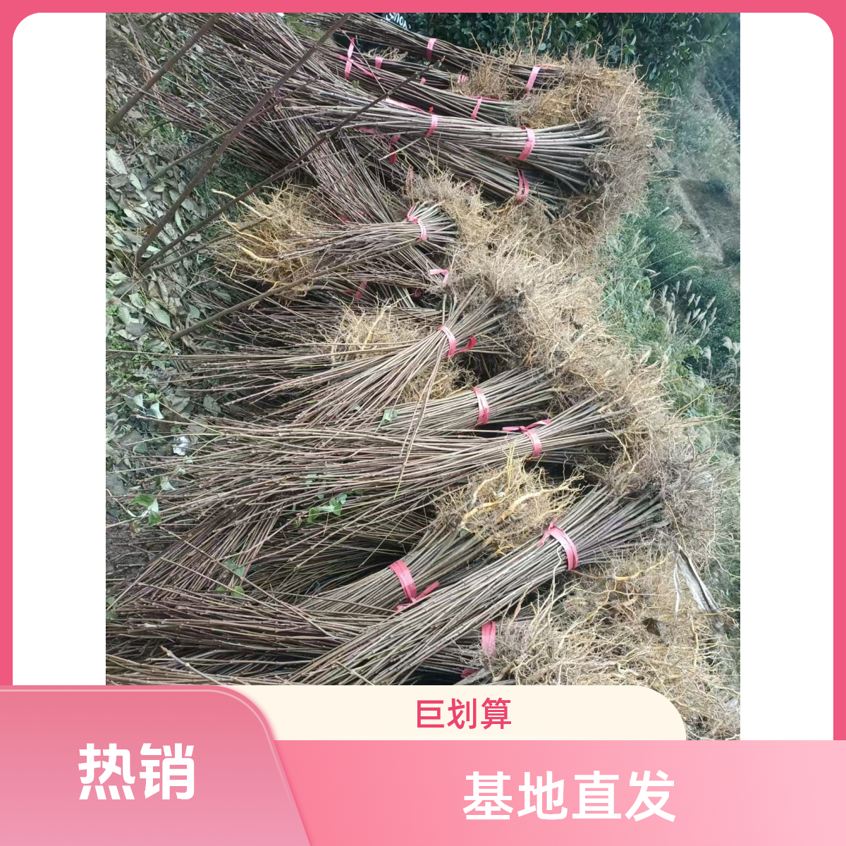 黄柏正宗树苗厚皮黄柏苗黄柏苗剥皮黄柏苗黄柏苗基地湖北黄柏基地