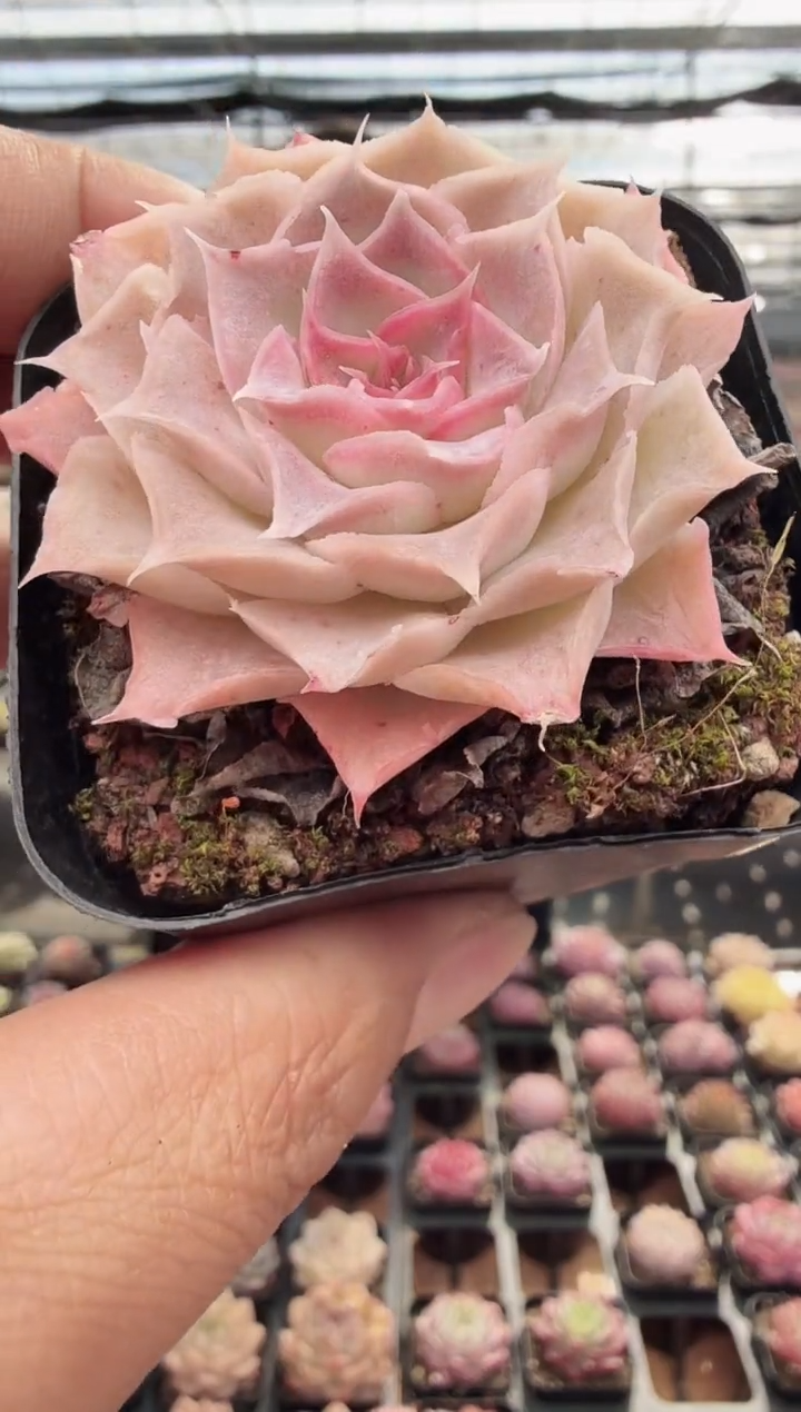 东云多肉园新款-57