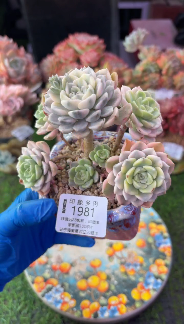 昆明印象多肉1981