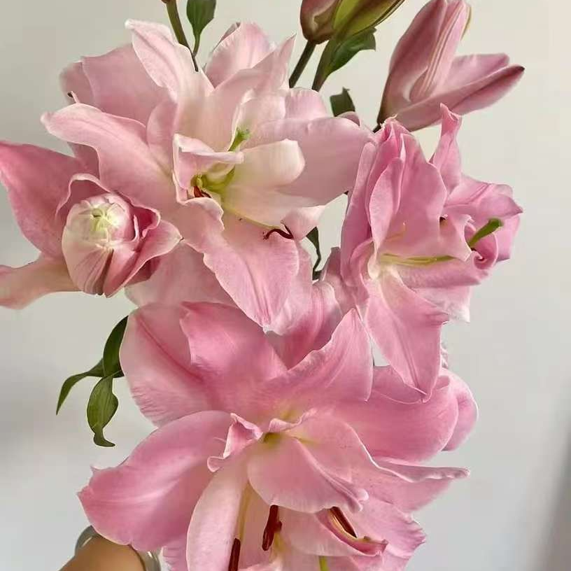 【基地直发】重瓣系列  双钻 重瓣百合  