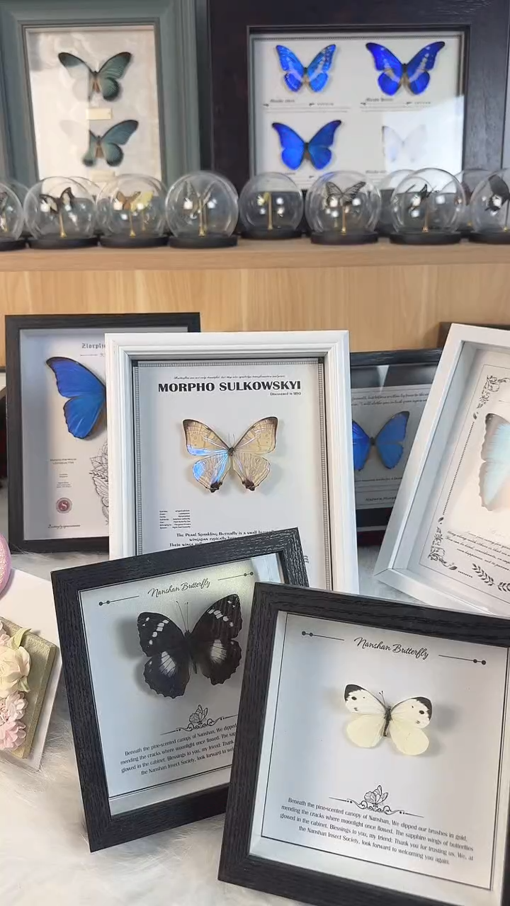 蝴蝶标本真实天然