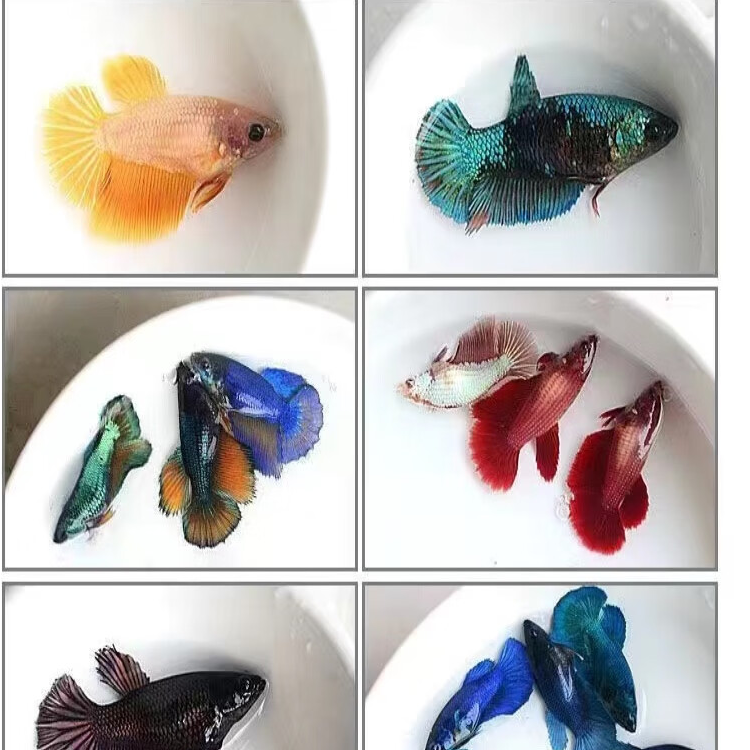 泰国斗鱼观赏鱼半月母鱼（12母，包活9条母鱼+3条备损，3-3.5cm）