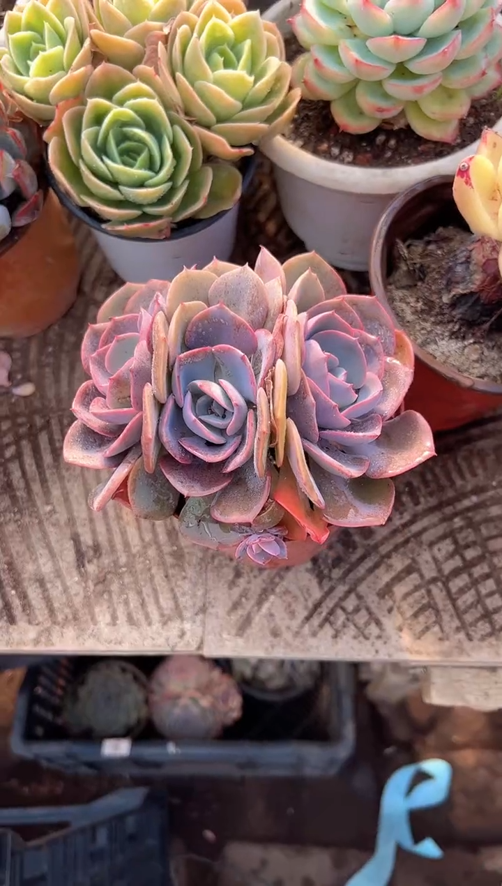 梅*多肉植物一物一拍20234