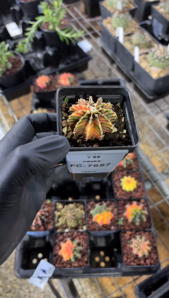 七***鱼米哈锦FC-7657