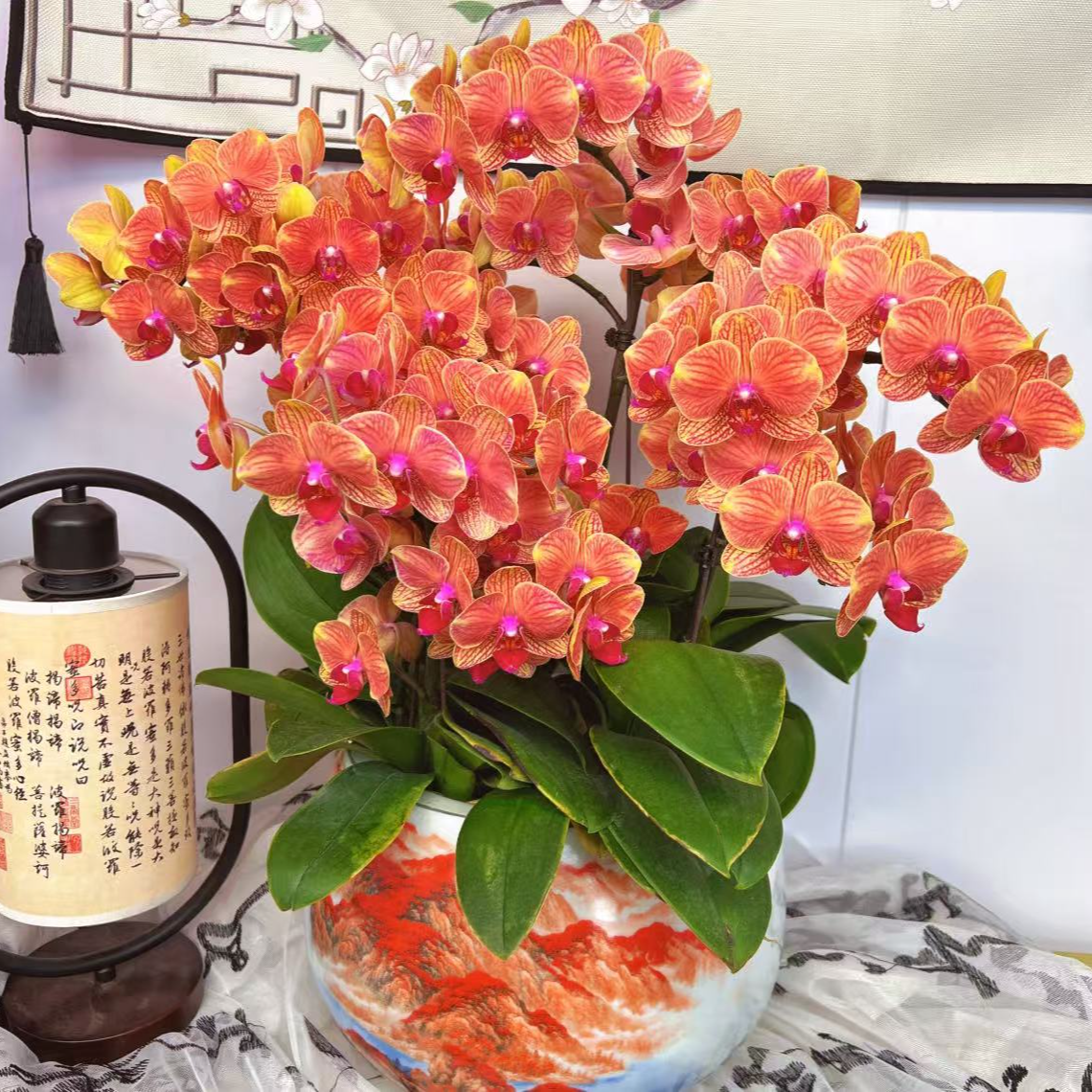 【李先生】吉利（单花剑）~蝴蝶兰网红桌面摆花适合公司前台装饰