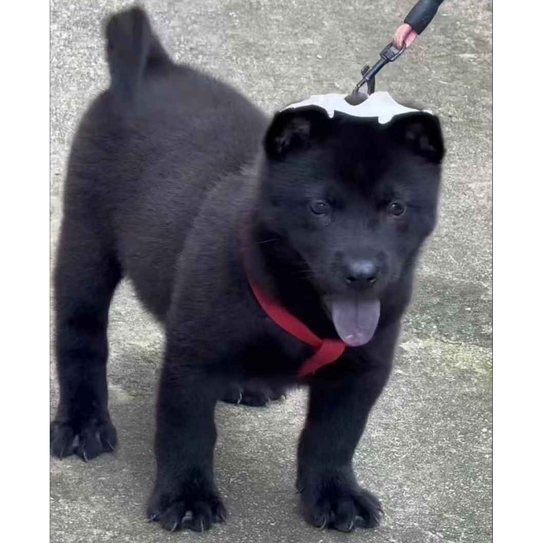 （广西小黄田园犬）狗狗活体