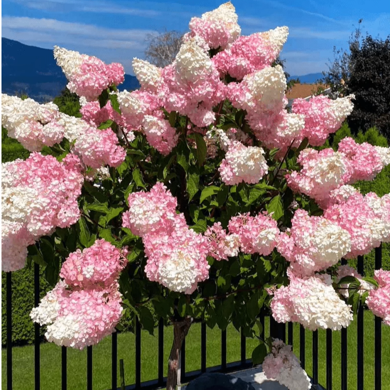 圆锥绣球石灰灯香草草莓棒棒糖耐寒好养庭院植物盆栽花卉大苗