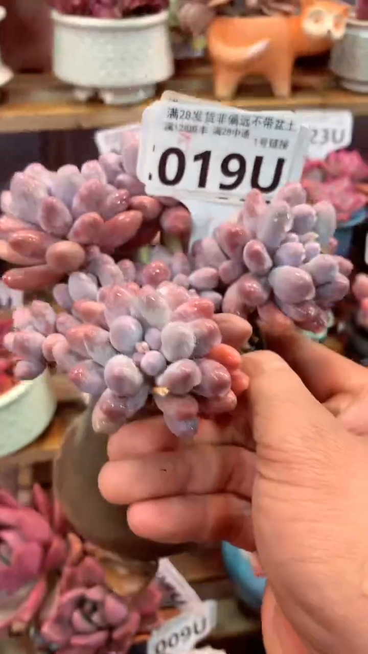 019 U（一物一拍，精品多肉，w所见即所得 ）