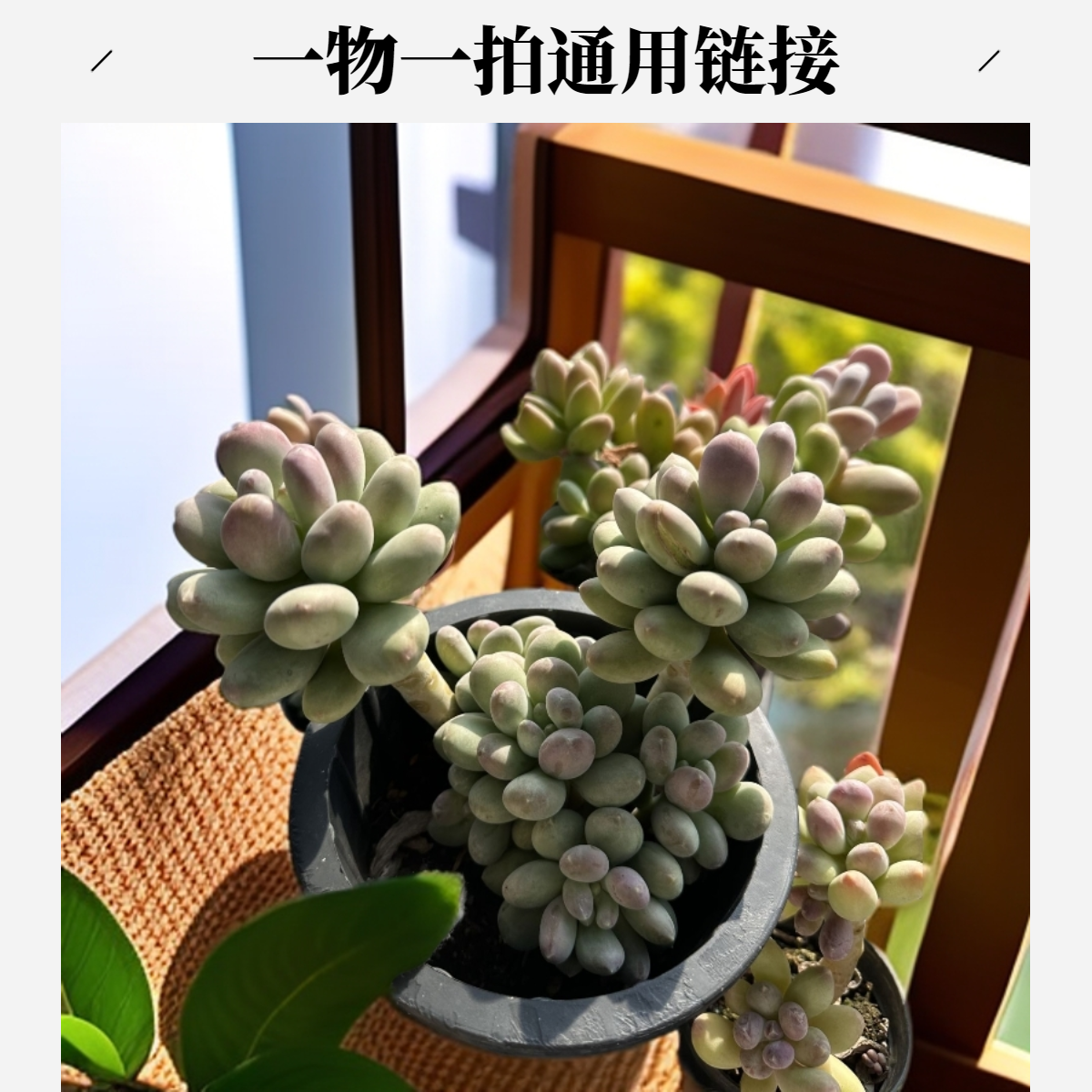 2号卿果园艺一物一拍直播链接多规格 实物以直播间为准