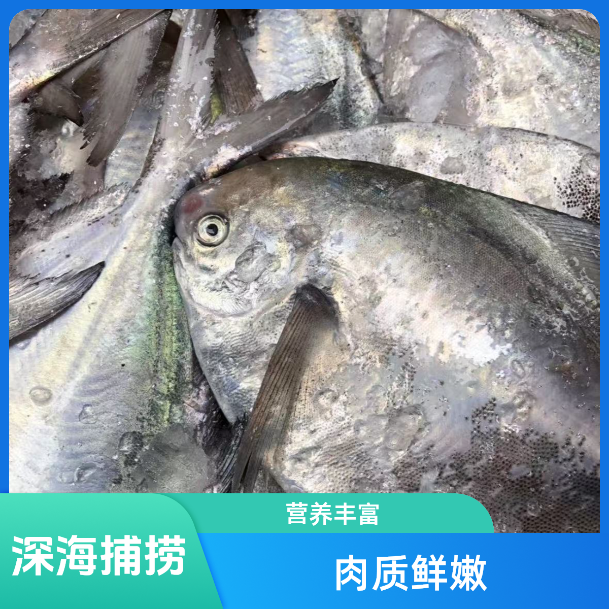 东海野生白鲳鱼银鲳鱼 冰鲜发货 到手8条内保净重3斤以上顺丰包邮