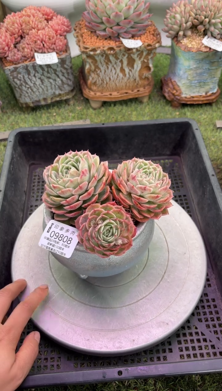 【闪购商品】09808